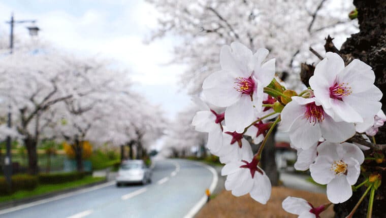 岩手県の道沿いに咲く桜